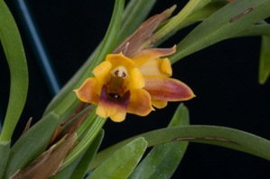 Maxillaria caespitifica Gayles Sunburst CHM/AOS 80 pts. flower